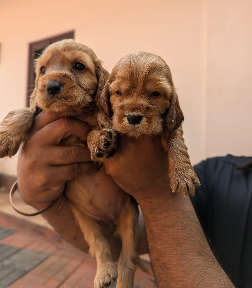 Purchase KCI Registered  Cocker spaniel Puppy from Chennai